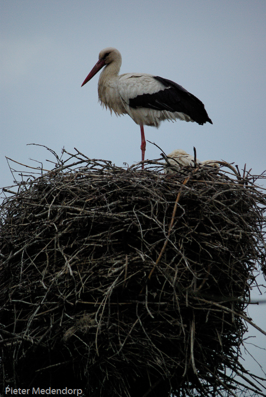 Dieren (3)